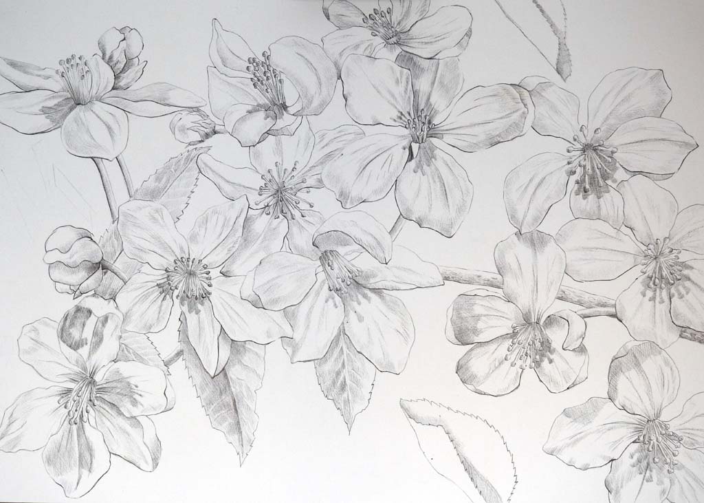 Tekening van appelbloesem naar een zelfgenomen foto. Gemaakt met fineliner, format ongeveer 40 x 50 cm.